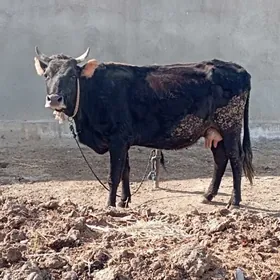 gysyr Sagylyan Sygyr