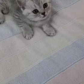 шотландский серебристый табби