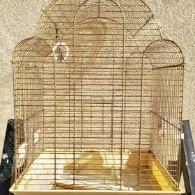 kletka клетка 🦜