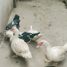 indawutka i yaponcikler