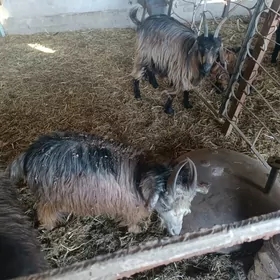 owlakly geci we serkece