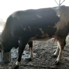 Gibrit göleli sygyr