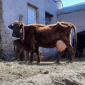 16.17.LIT SUYIDLI GOLELI SYGYR