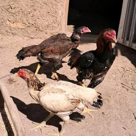 хораз товук