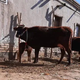 15.LITR SUYIDLI GOLELI SYGYR