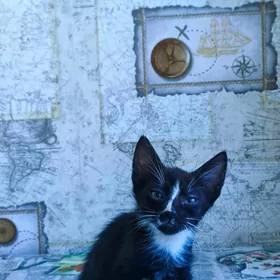 Домашние котята