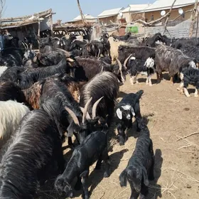 овлаклы гежилер