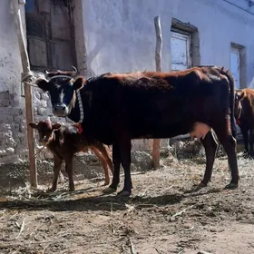 BIR BEDRE SUYIDLI GOLELI SYGYR