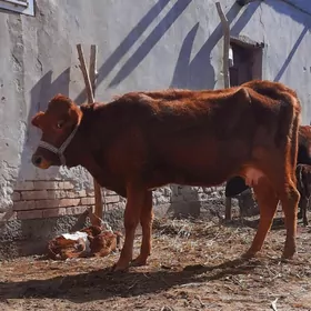 KELEK GOLELI SYGYR YASMAL