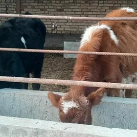 Mitis alaja unajynlar