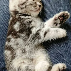 Шотландский котенок девочка