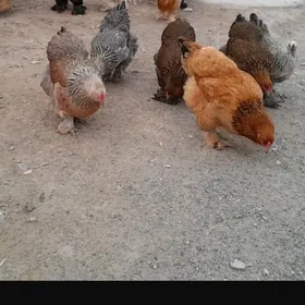 brama, balgar ýumurtga