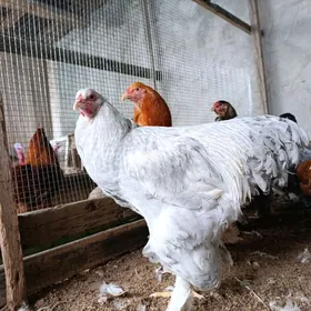 brama horaz lawanda, limon.