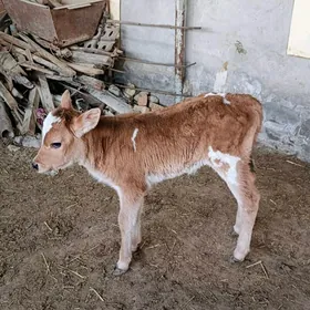 göle gulajyn emdirmeli