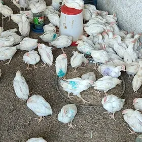 38-40 gunluk yetisen juyjeler