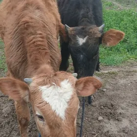 Şwes öküz we şwes tüwe