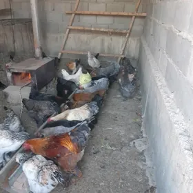 Brama Bargar yumurga