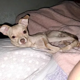 В хорошие руки