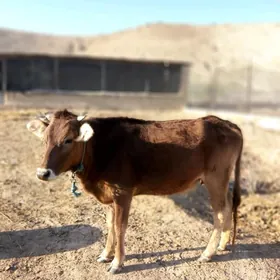 Туве  сатлык