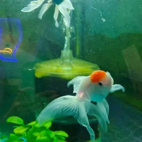 Oranda Balyk