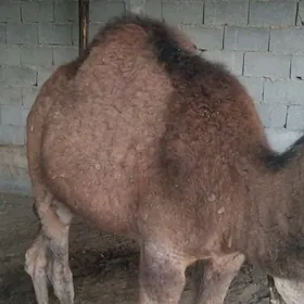 Bakylan owsuk 2 yasar