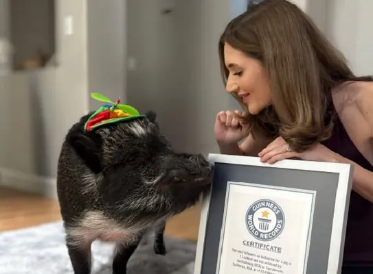 Блогер с пятачком: свин по кличке Мерлин набрала миллионы подписчиков в соцсетях