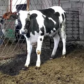 GARALA GALIŞDEÝIN TÜWE