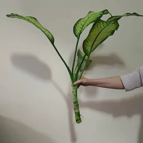 Отросток диффенбахия