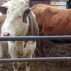 ойхайванлар