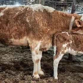 Симентал Fleckvieh голели