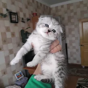 Шотландские котята