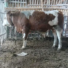 сименал окуз