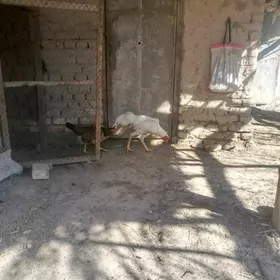 декен хораз