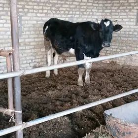 ÇORNY PIÝOSDYR OKUZ