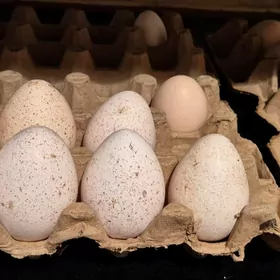 Yumurtga induk dominant