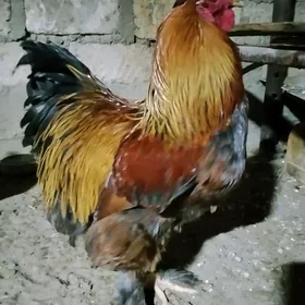 Брама хороз голт