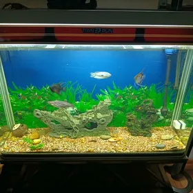 Аквариум 300л