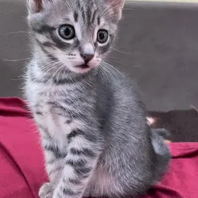 Котенок/pişik