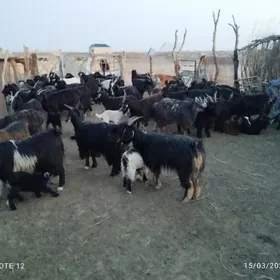 овлаклы гежилер