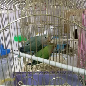 popugay nerazluçnik