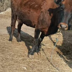 топак сатлык