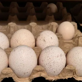 Yumurtga induk dominant