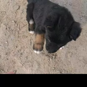 Овчарка щенок