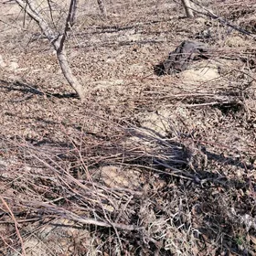 Miweli agac nahalary