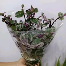 ТРАДИСКАНЦИЯ НАНУК