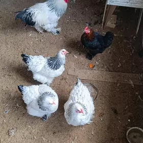 BRAMA ak çile towuk ýumurgalar