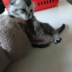 шотландский котята