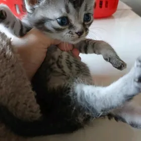 шотландский котята