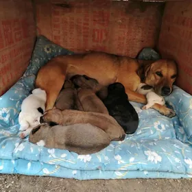 Щенки в добрые руки