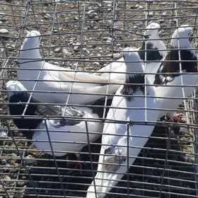 Kepderl  голуби